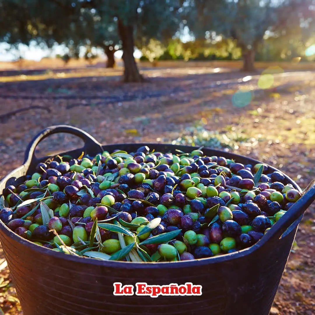 LA ESPAÑOLA First Cold Pressed Extra Virgin Olive Oil, 24 OZ - Fresh Hearth