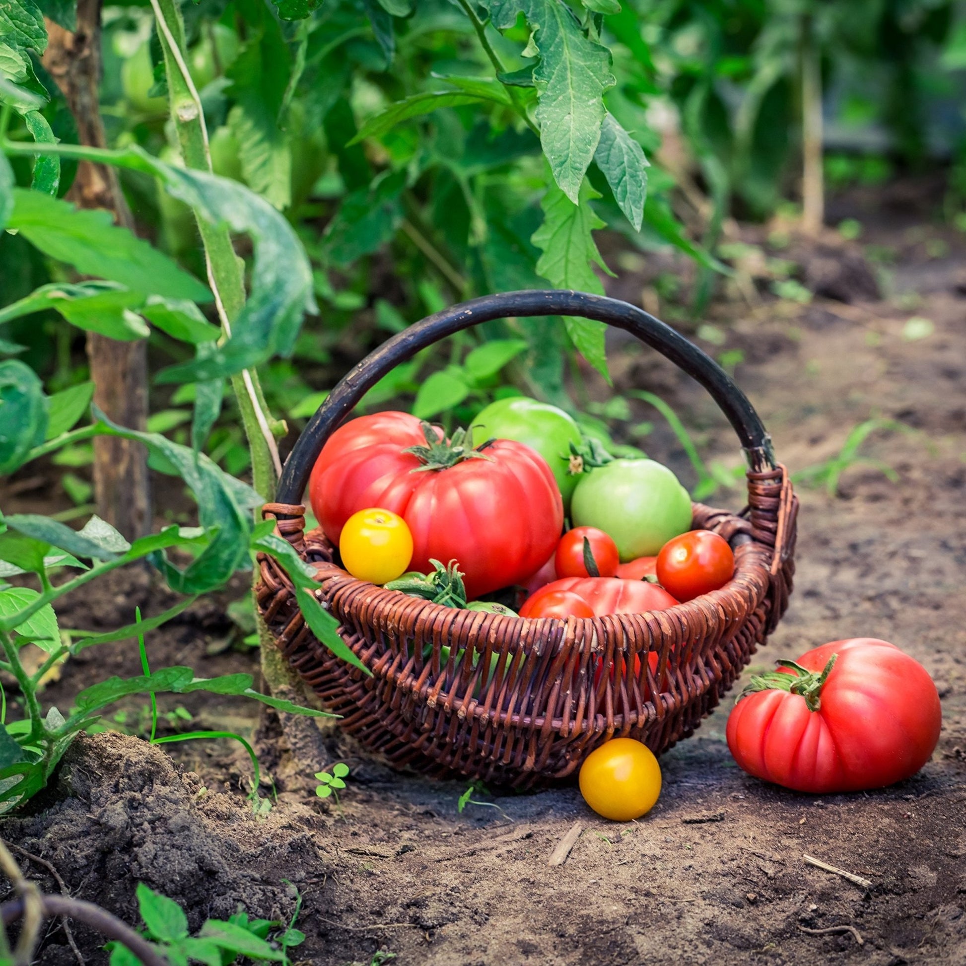 Augason Farms Vegetable Garden Seeds 13 Variety 1 lb No. 10 Can - Fresh Hearth