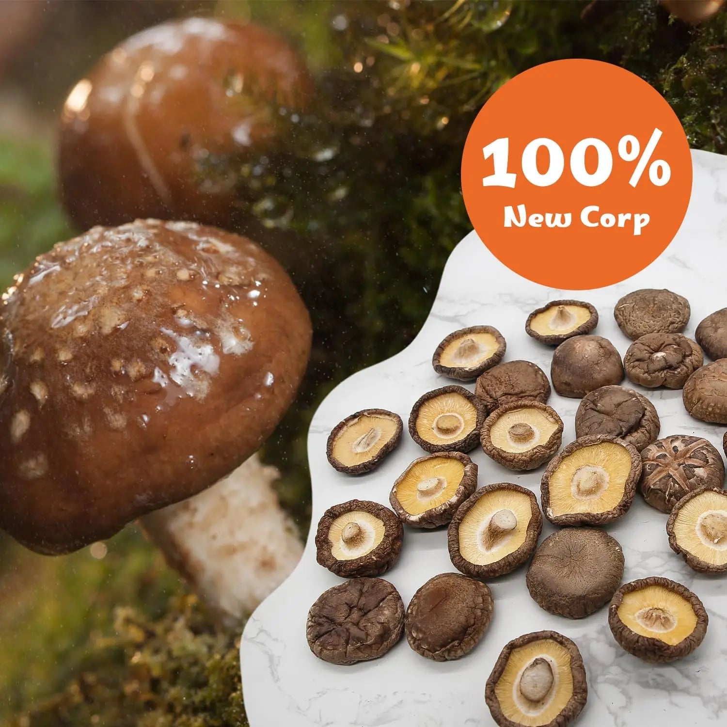 ONETANG Organic Dried Mushrooms, Natural Dried Mushrooms - Premium Flavors |AAA Grade Extra Dry Mushrooms for Soups, Sauces, Pasta and Risotto, Rehydrate Quickly, All Natural & Vegan | 16 Oz - Fresh Hearth